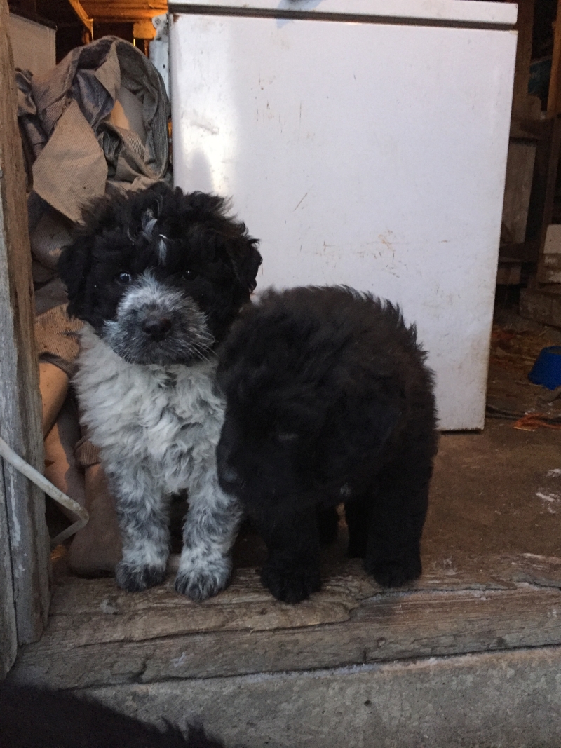Wonderful outdoor mixed breed puppies available